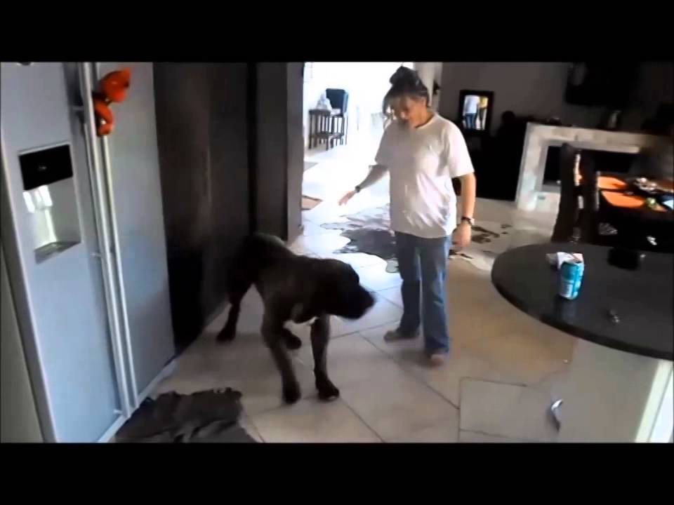 BOERBOEL