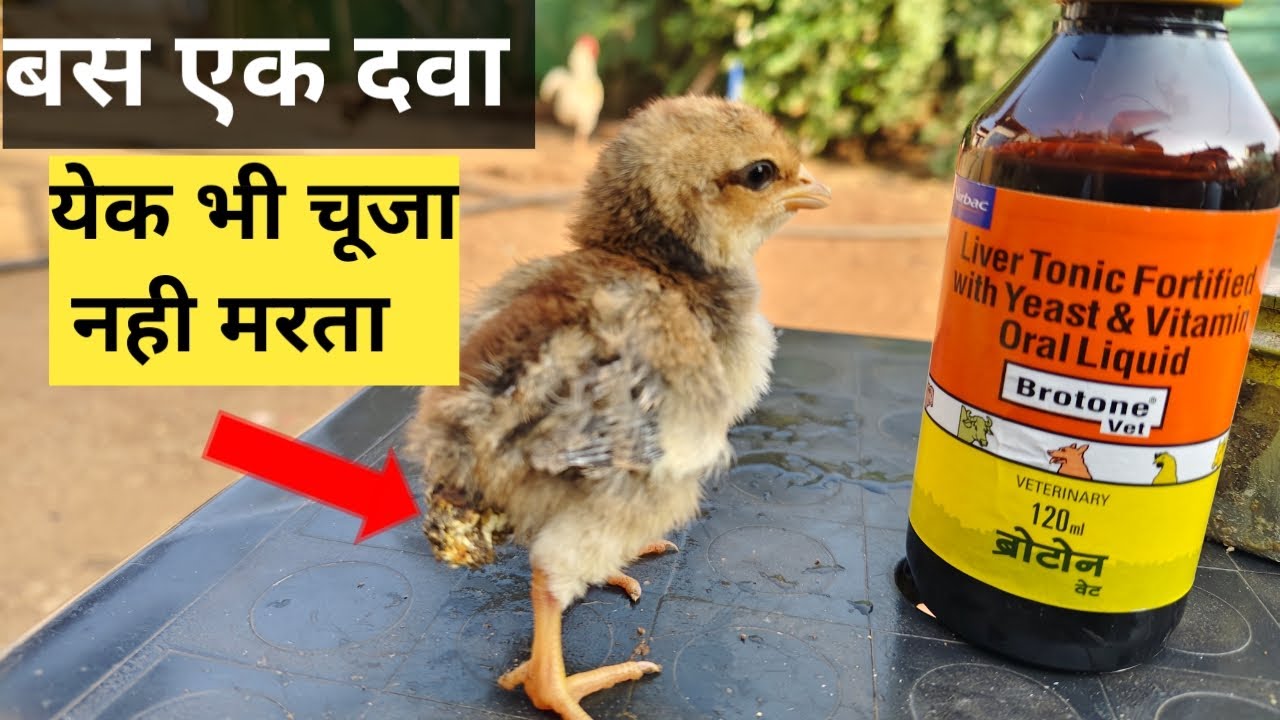 मुर्गी के बच्चो को कैसे बचाए 🐤 मुर्गी के बच्चो की बीमारी #farming