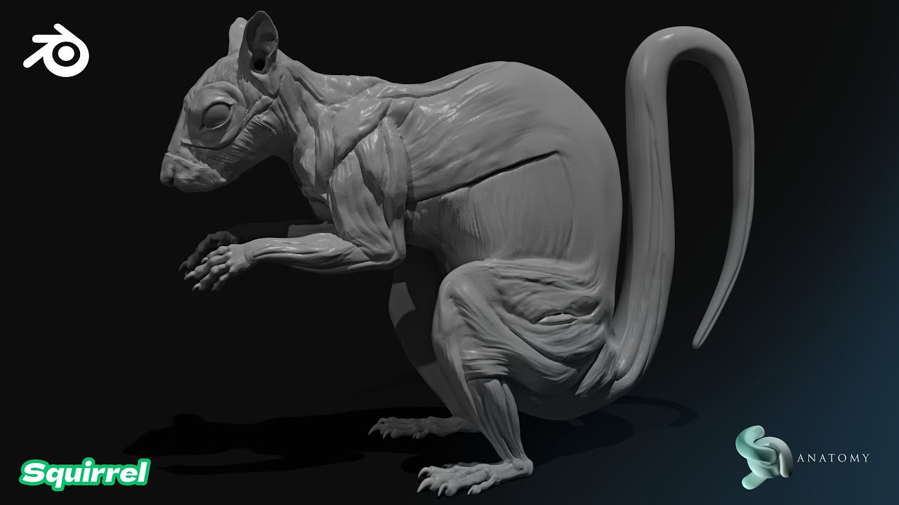 Squirrel Anatomy Sculpting In Blender (Complete Part 2)