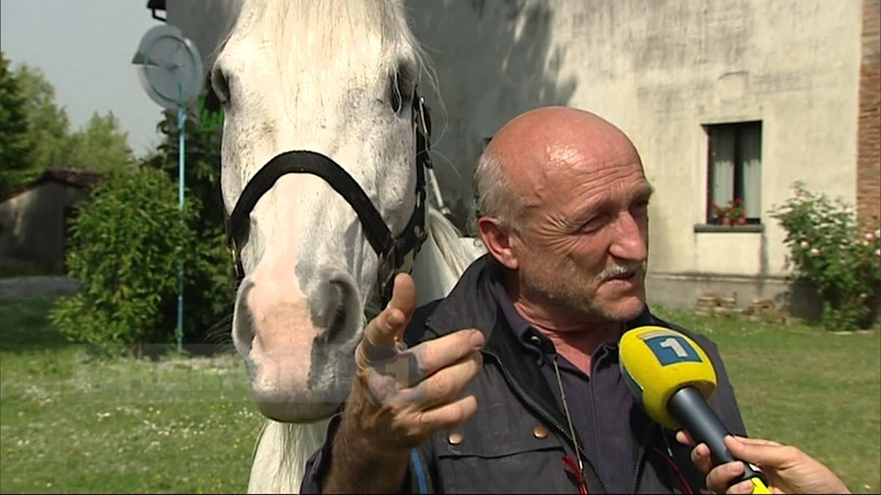 Storia di King, il cavallo dagli occhi di sole a Castelvetro Piacentino