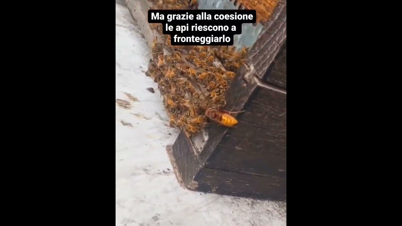 Api Vs Calabrone, chi vincer&agrave;?