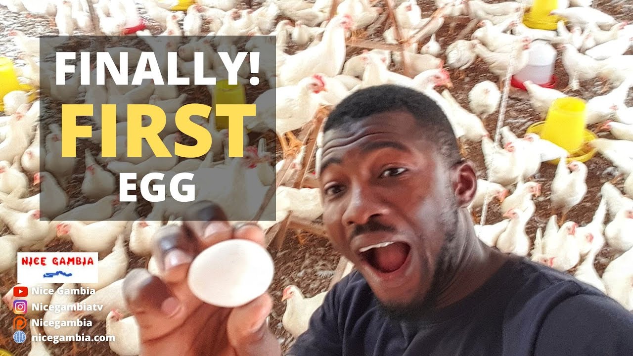 First Egg at 17 weeks 1000 Layer birds in The Gambia