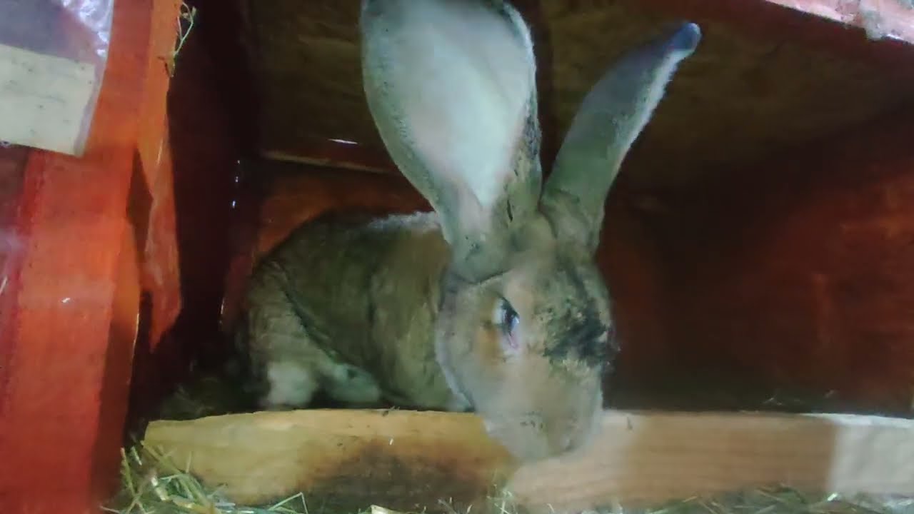 Eladó akciós nyulaim-Pannon fehér, Német óriás és Lepketarka vegyesen.