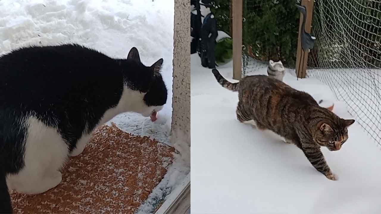 Die Chaos Cats und der Schnee