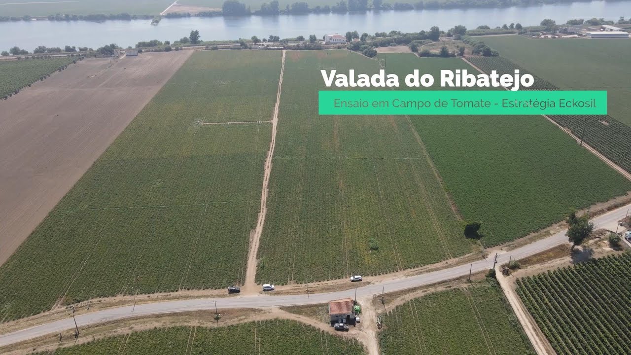Plantas com maior vigor, uniformidade de matura&ccedil;&atilde;o e redu&ccedil;&atilde;o da podrid&atilde;o apical