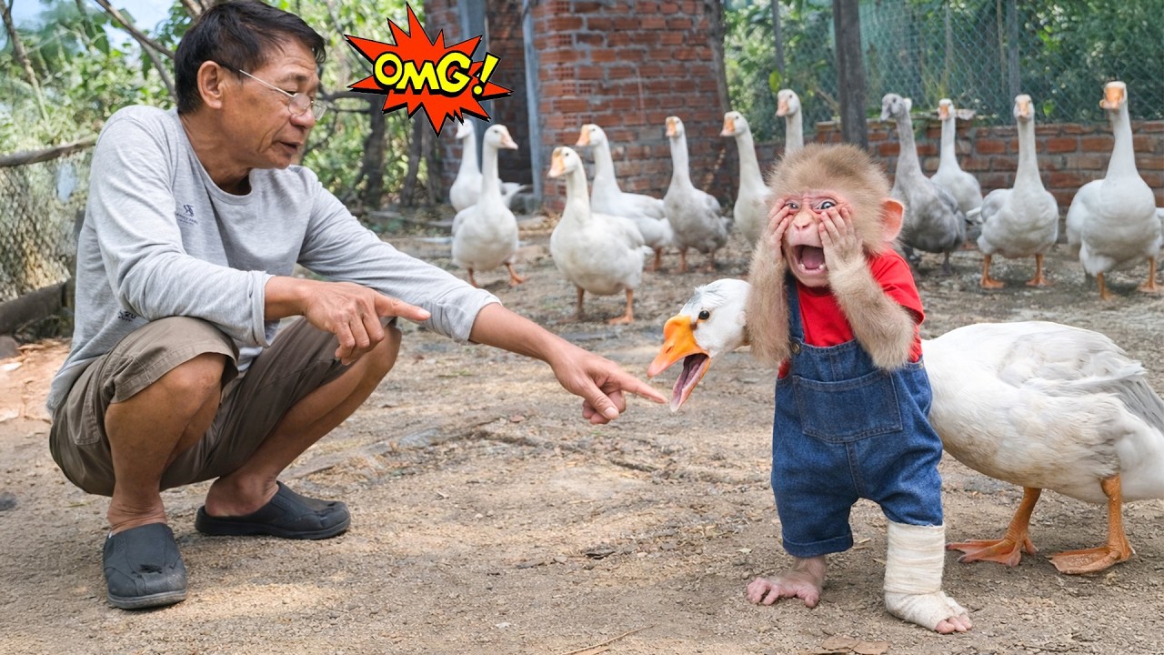 Monkey Molly faces an unexpected surprise while feeding the geese with Grandpa for the first time