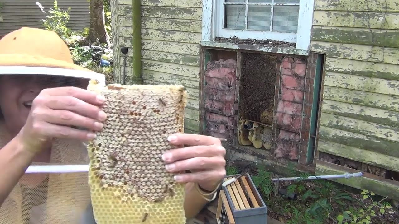 Beehive In Old Shed Has 2 Queens