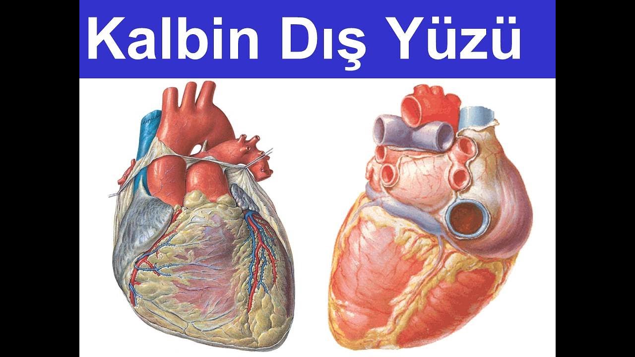 Kalbin Dış Yüzü Yüksel AYDAR