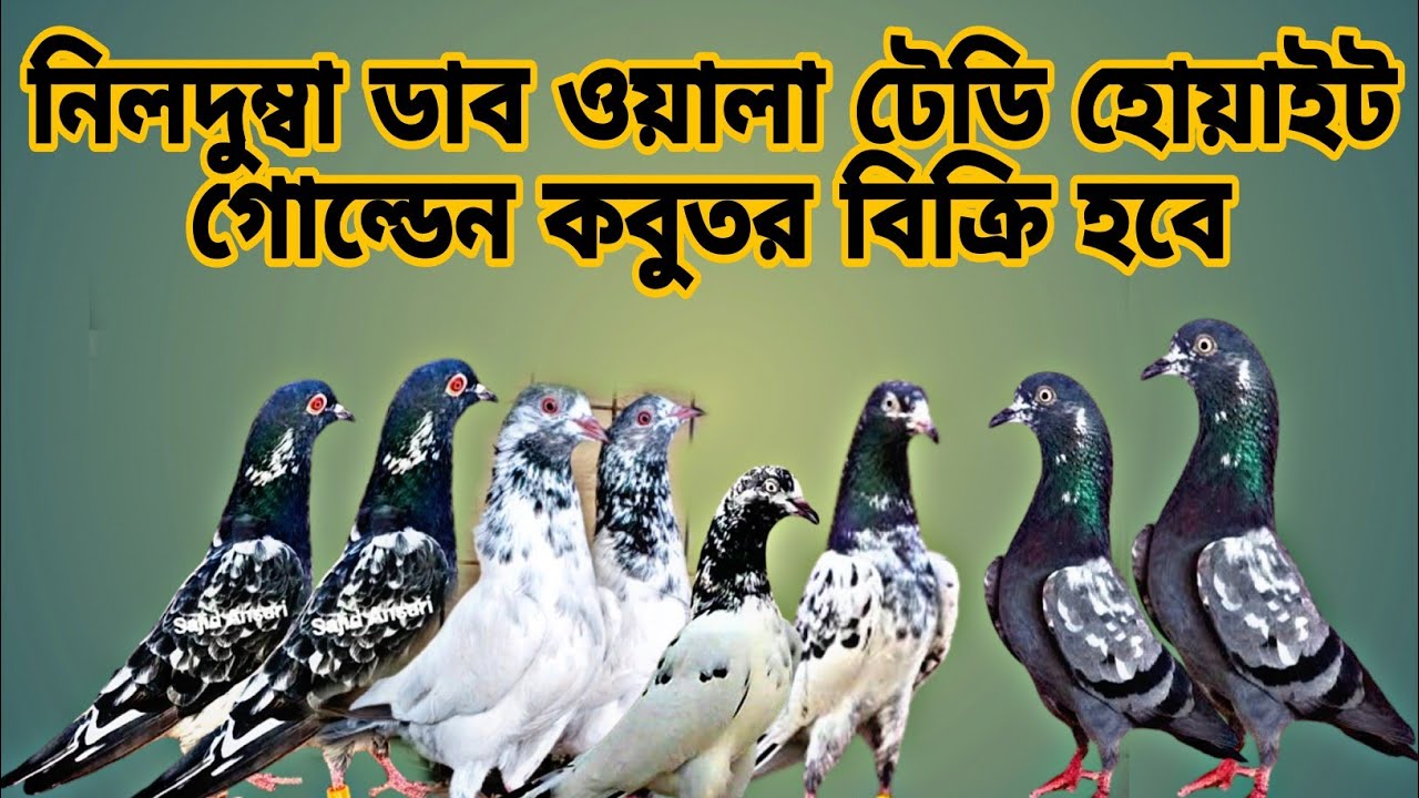 টেডি,ডাব ওয়ালা,চিনা টেডি,নীল দুম্বা,হোয়াইট গোল্ডেন কবুতর বিক্রি করা হবে।