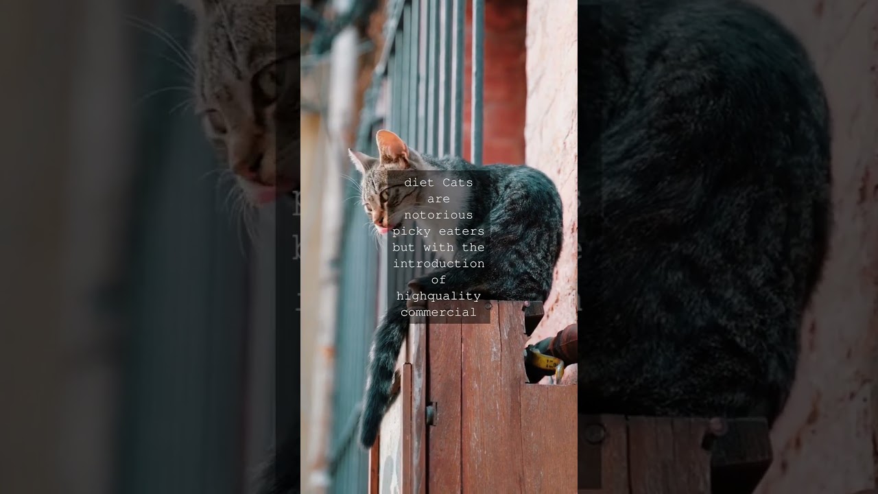 The Purrfect Progress How Cat Life Expectancy Has Nearly Doubled Since 1930As we...