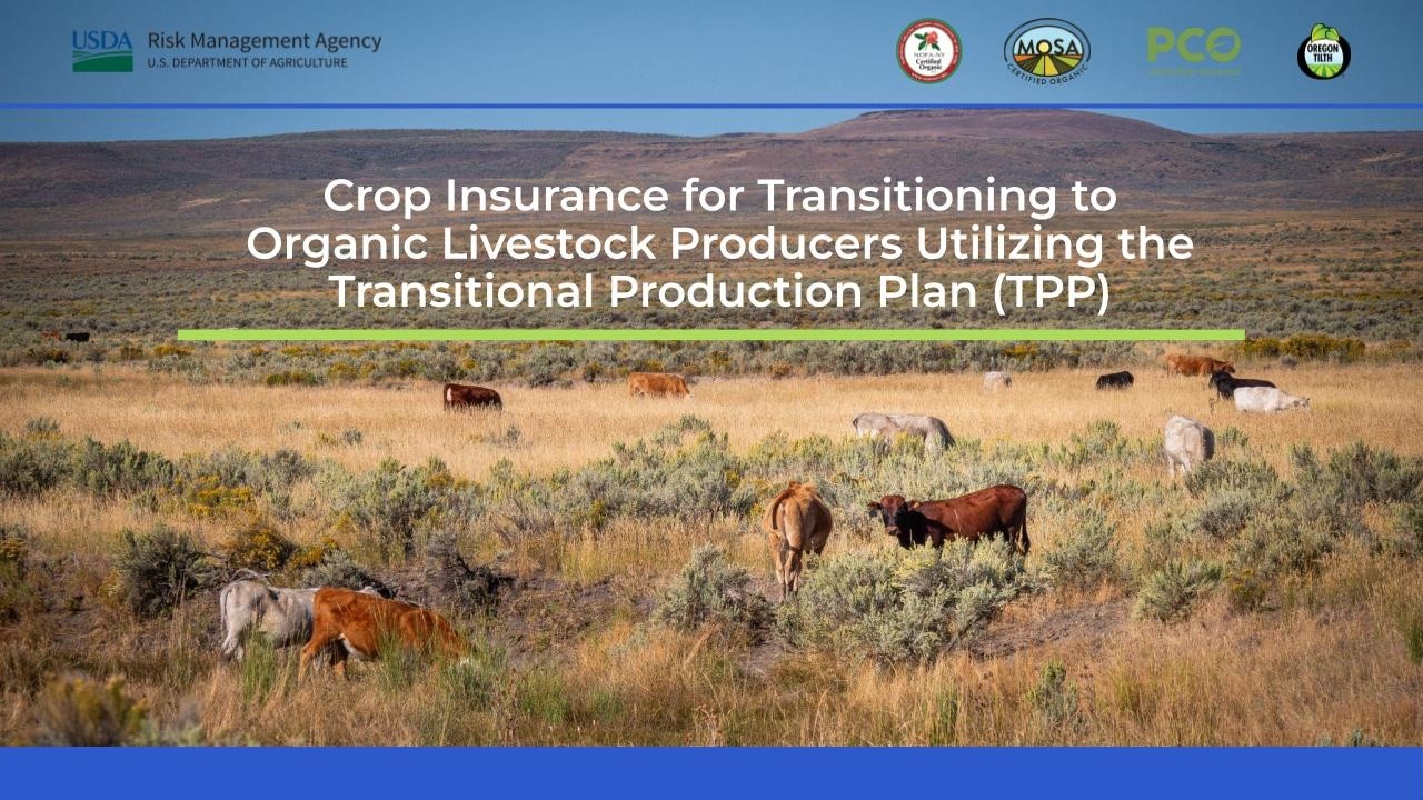 Accessing Crop Insurance with a Transitional Production Plan (Livestock)