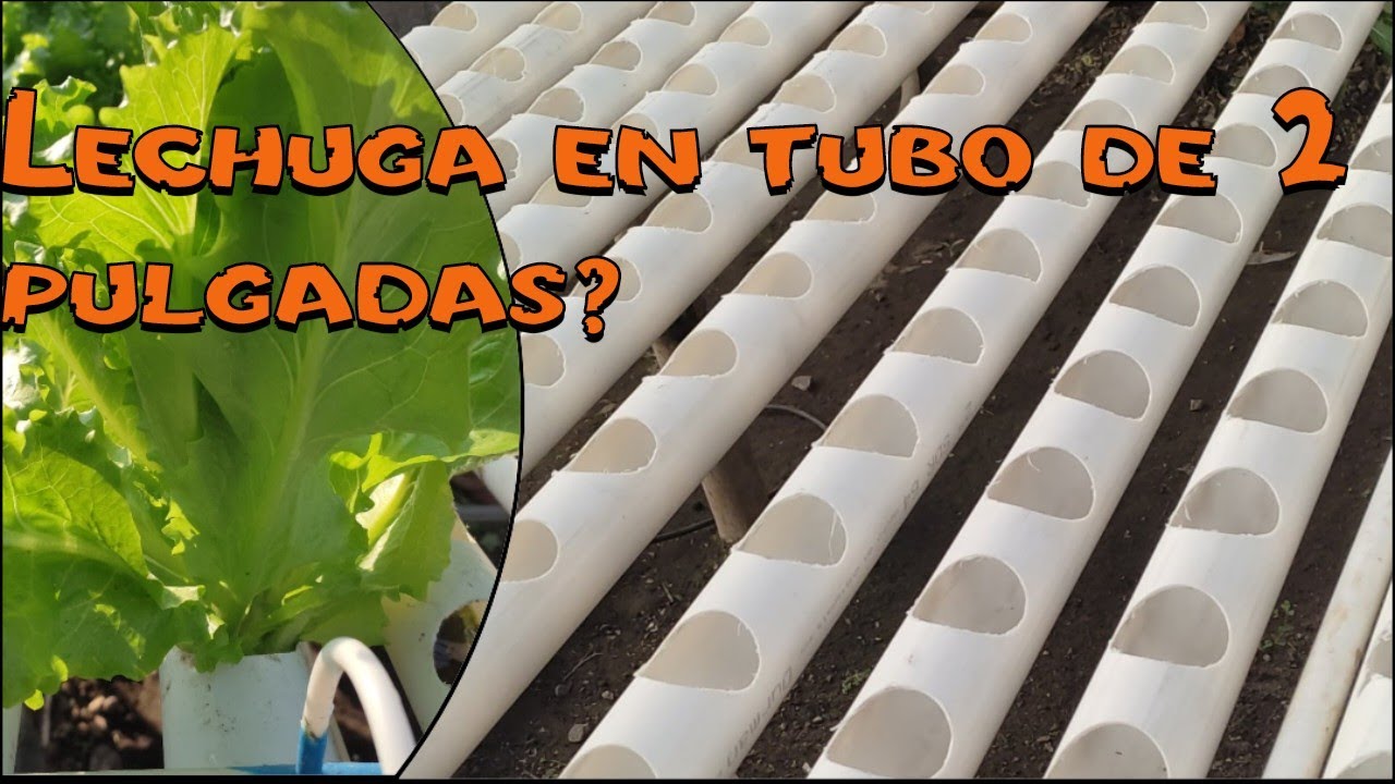 Se puede cultivar lechuga en tubo de dos pulgadas?