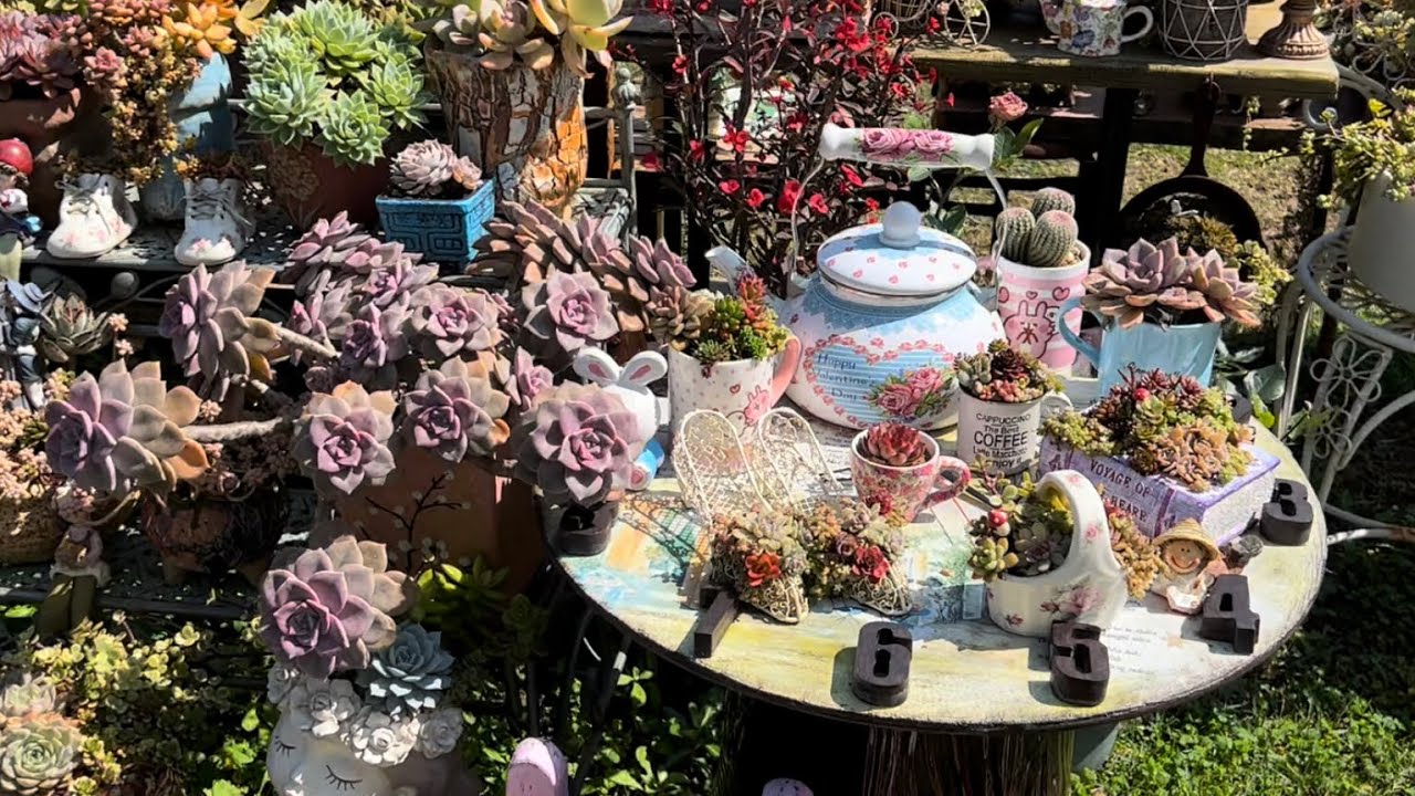 台灣新竹超浪漫🌹多肉花園（五）手作/廢棄物改造種多肉/私人多肉花園/夢想花園