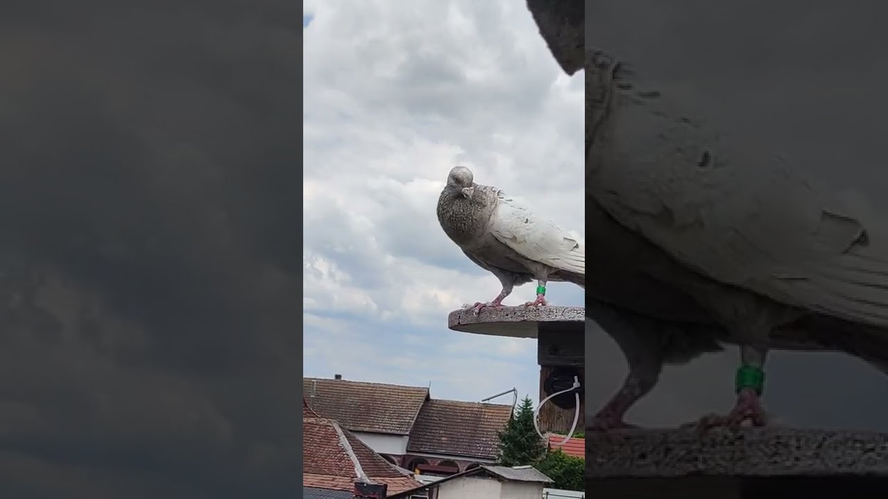 O femelă puternică din care să scoateți Raptori /💥 -Madona-💥