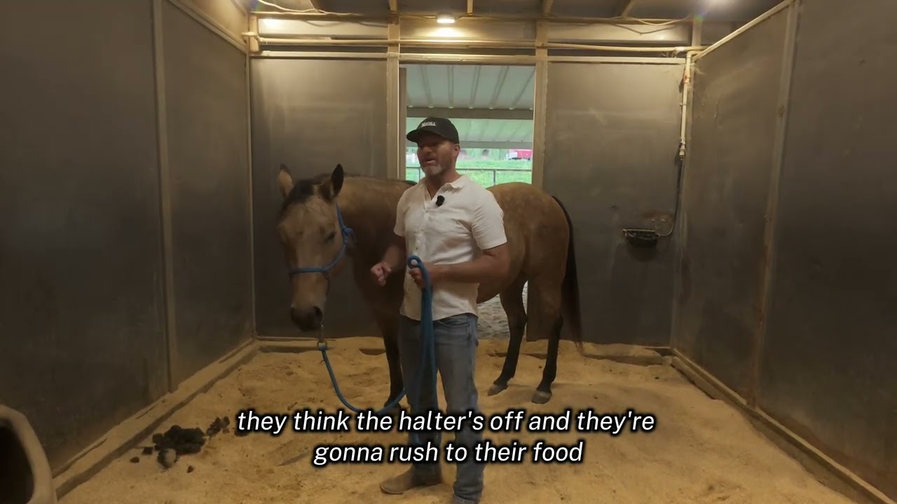How To Un-halter Your Horse Correctly