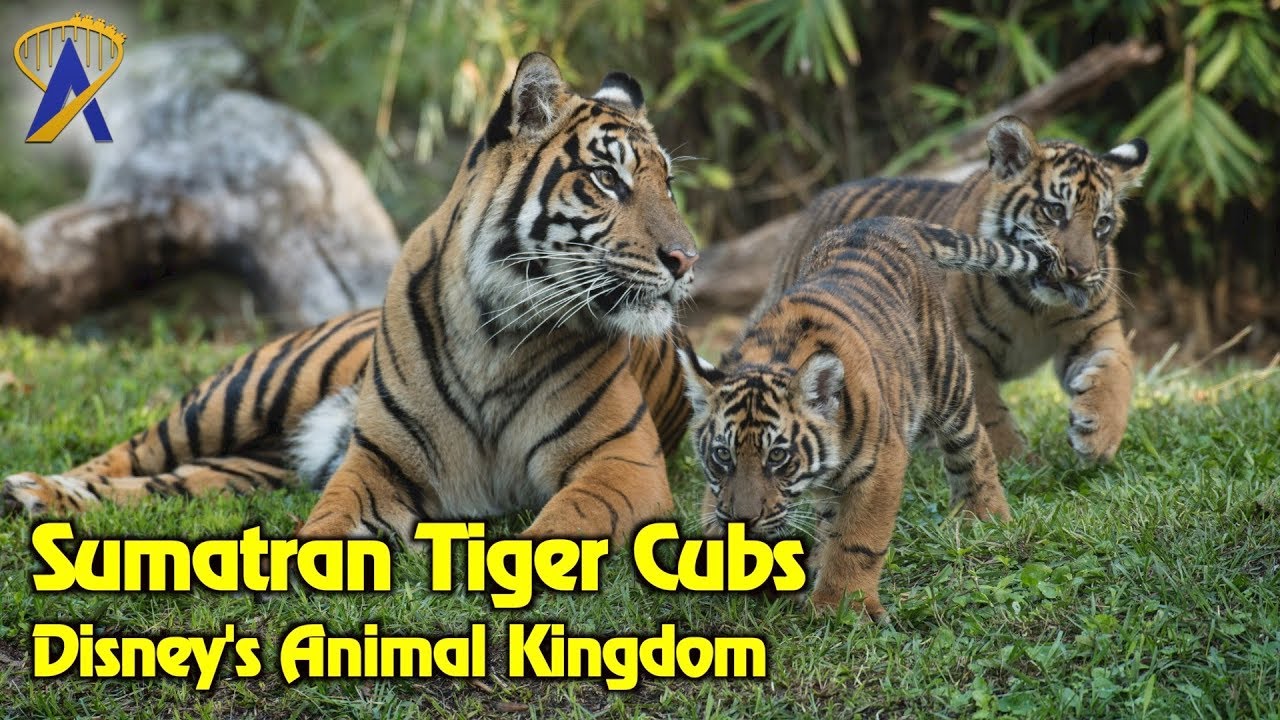 Sumatran Tiger Cubs arrive at Maharajah Jungle Trek at Disney's Animal Kingdom