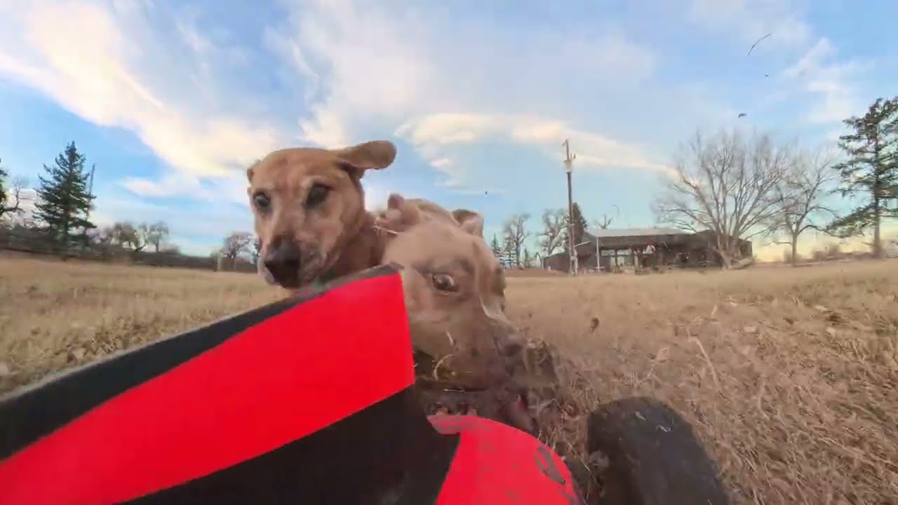 ARRMA Typhon 6s vs Hell hounds. Insta360 x4 Air 