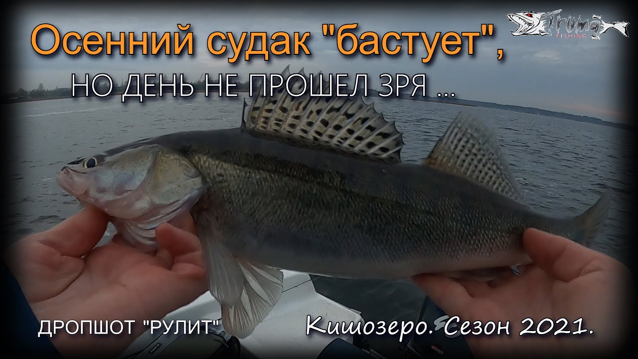 Oсенний судак 