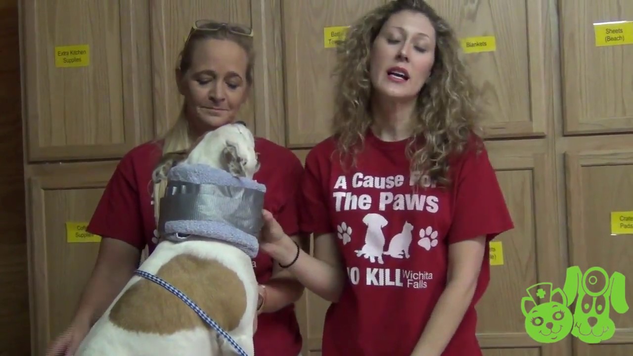 Homemade E-Collar for Dogs - P.E.T.S. Clinic - Wichita Falls, Texas