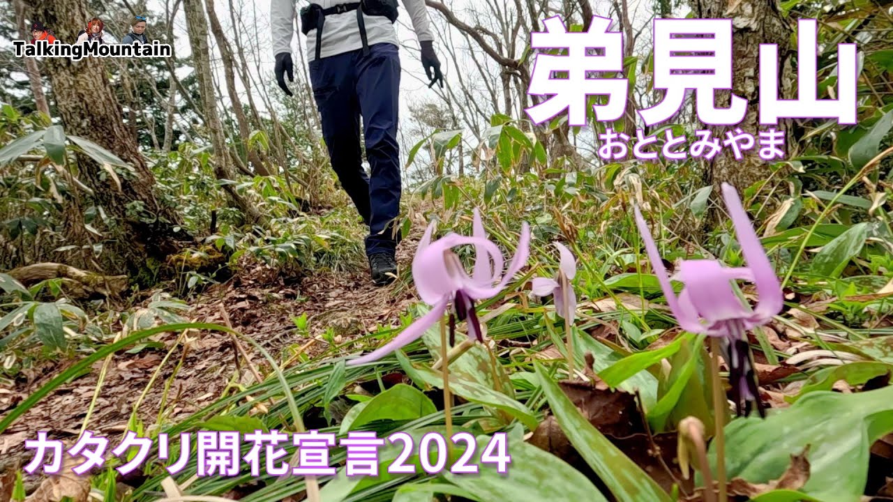 【花見登山】弟見山カタクリ開花宣言in2024｜山口県・島根県【2024/4/5】