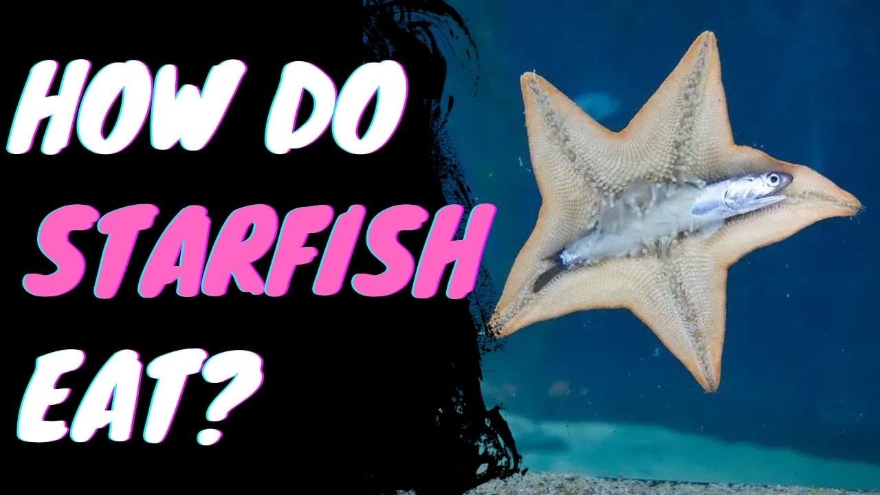 Как едят морские звезды?