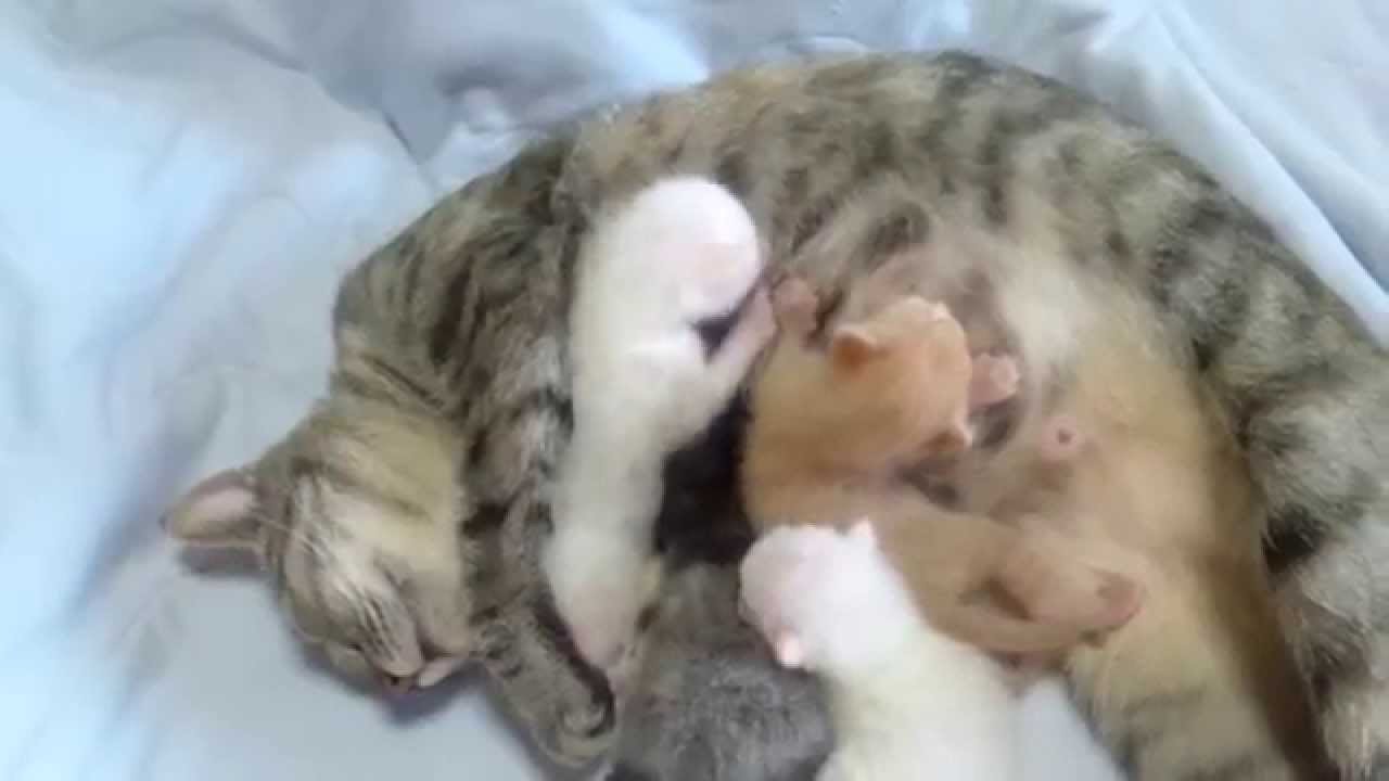 生後6日　子猫のおっぱい争奪戦