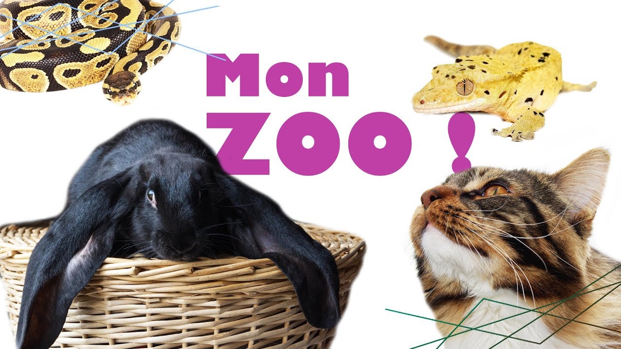 PRÉSENTATION de mes ANIMAUX (Chiens, chats, reptiles, lapin...)