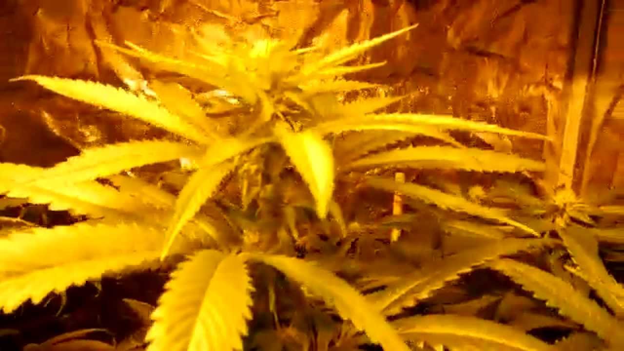 6212 Garden - Flower update 4-9-15