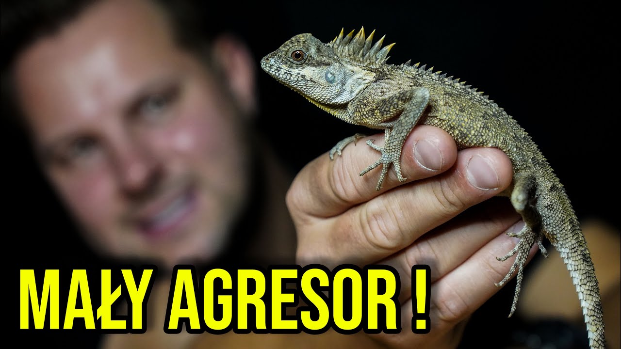 CIEKAWOSTKI O HODOWLI AGAMY ROGATEJ W DOMU
