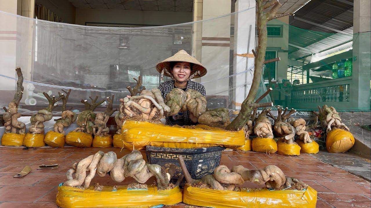 Phôi hoa giấy siêu phẩm độc lạ, cây to đẹp, cặp đôi quái giao lưu toàn quốc ☎0939.421.599 Hương Đoàn