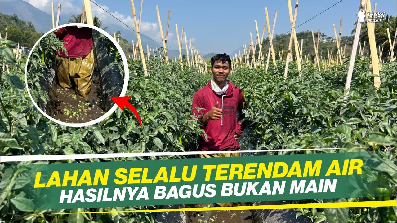 CARA MENANAM CABAI MERAH BESAR DI LAHAN BASAH‼️SELALU TERGENANG, HASIL SUPER MENAWAN‼️