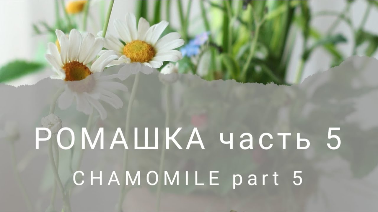 Ромашка из холодного фарфора. Часть 5. Chamomile made of cold porcelain.