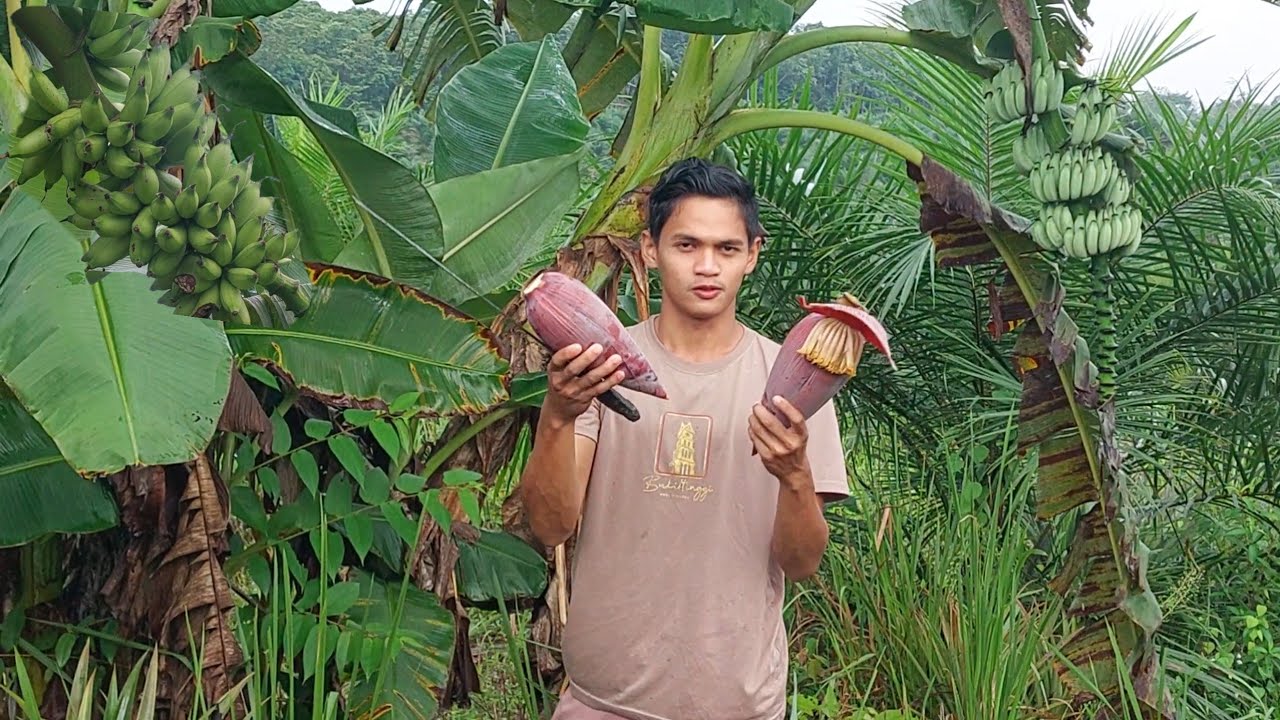PANEN JANTUNG PISANG AWAK DI KEBUN PAGI INI