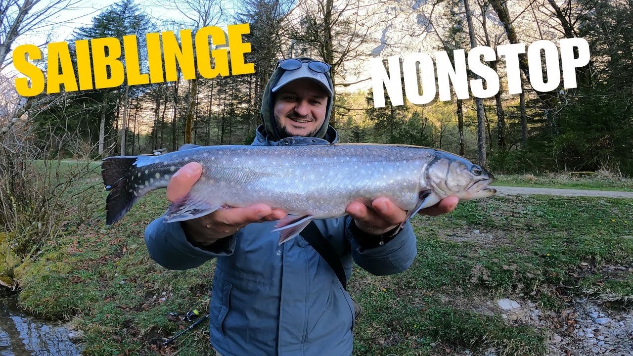 Der Ruf des Saiblings – Ein glasklares Abenteuer am Bluntausee🎣😁