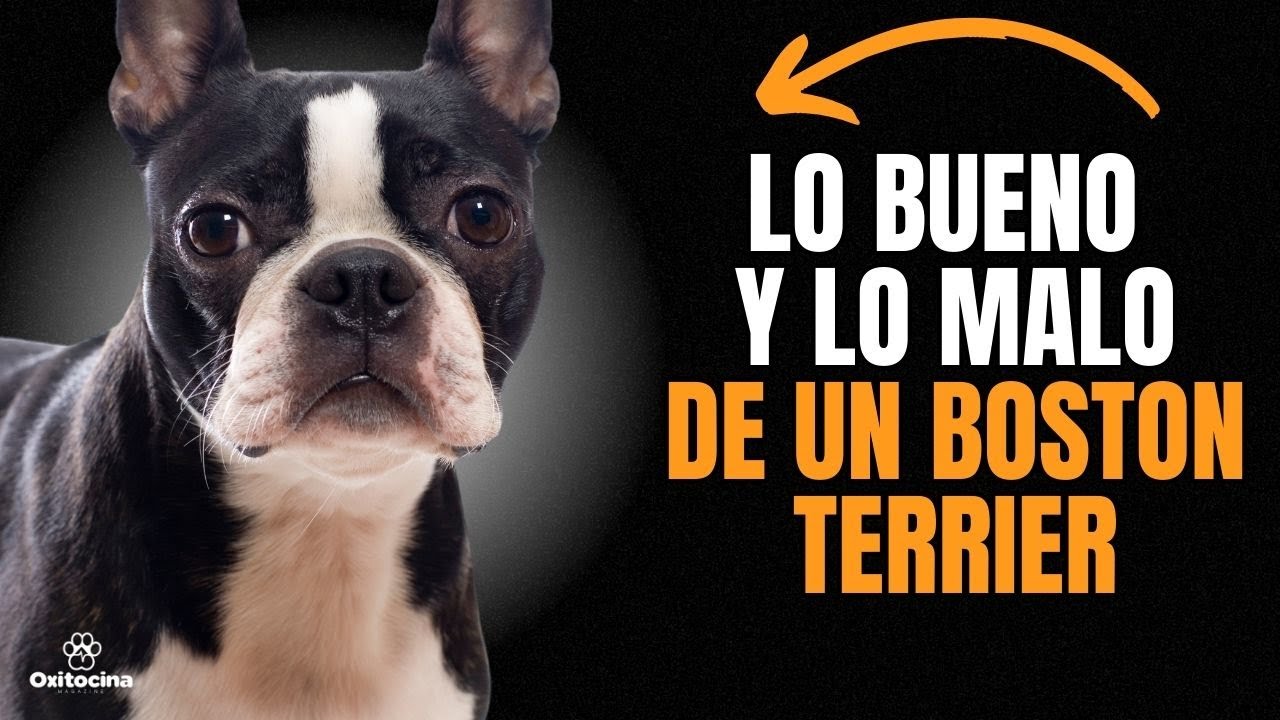 BOSTON TERRIER:  VENTAJAS Y DESVENTAJAS DE TENER UNO.