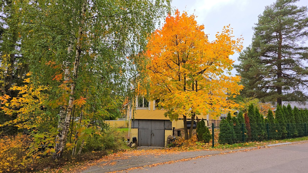 Have You Seen Finland's Autumn Colors? 🍂✨ Join Me for a Golden Walk!