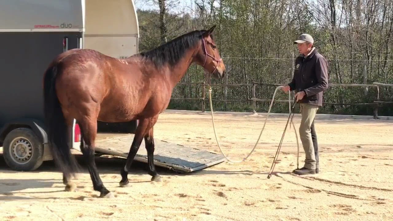 Il cavallo e il trailer
