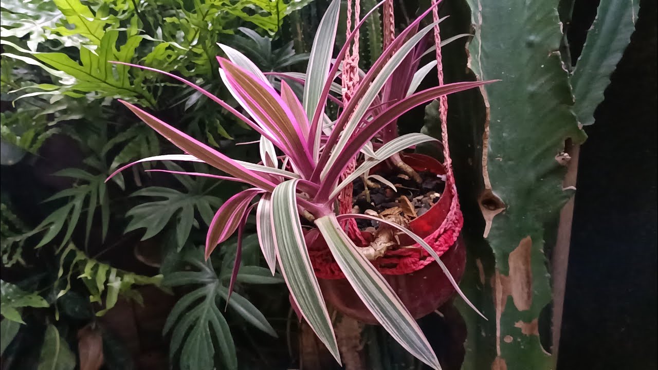 Vlog,, Como plantar em reciclagem diz sobre vc. 