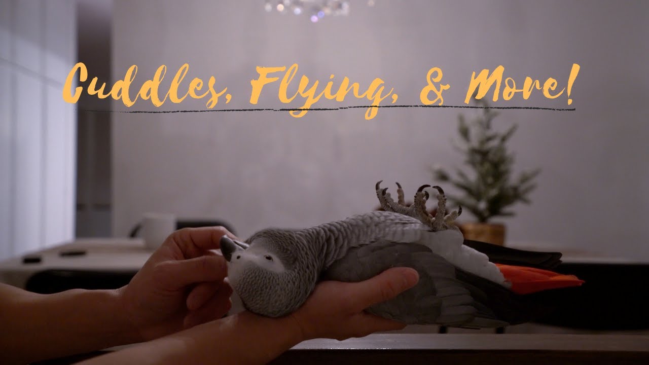 Smokey Flies in Our New Home!