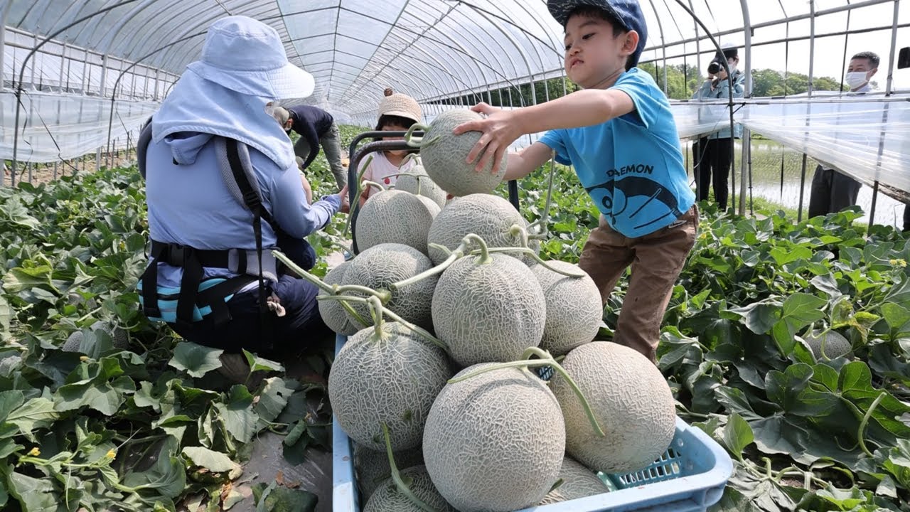 夕張メロン初収穫「期待に応えられる」