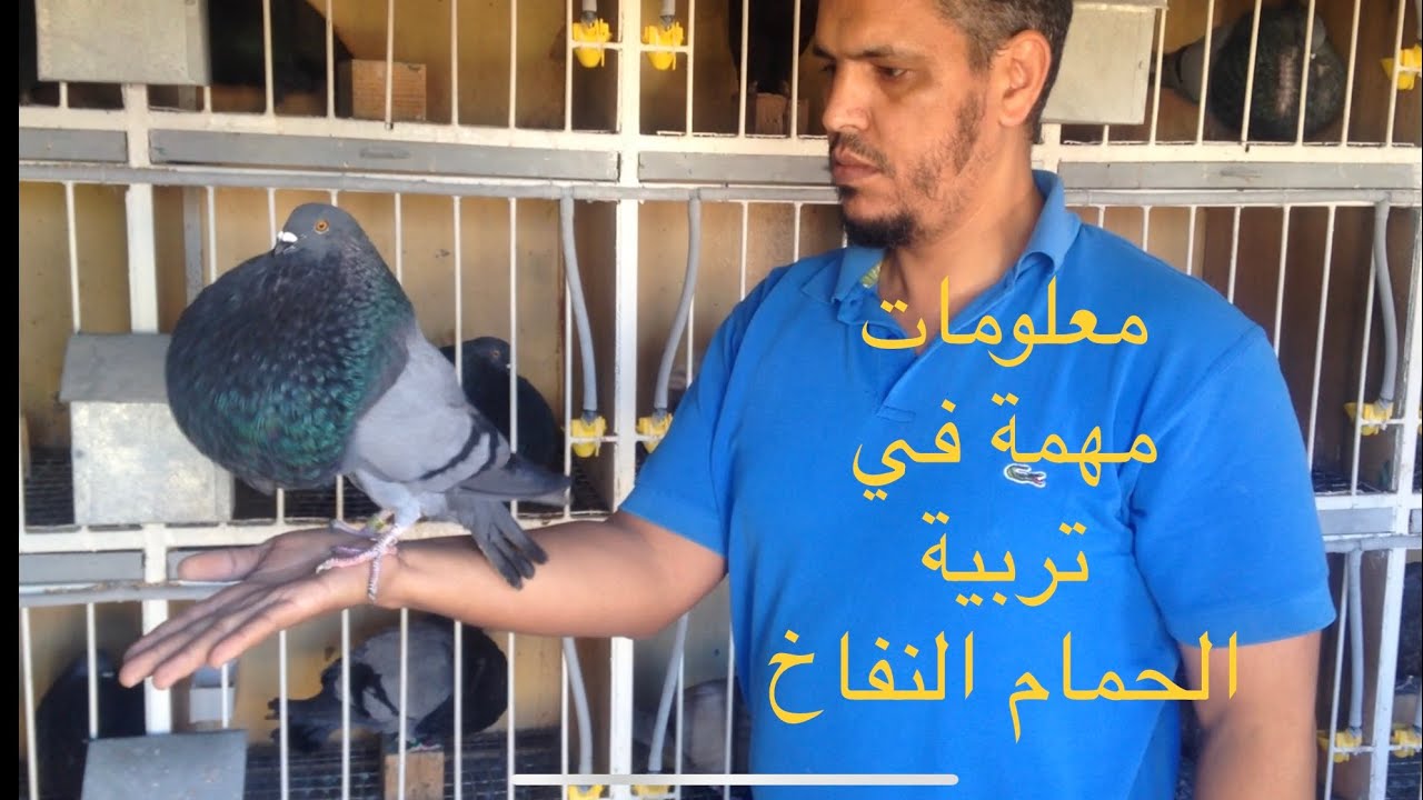 معلومات مهمة في تربية الحمام النفاخ