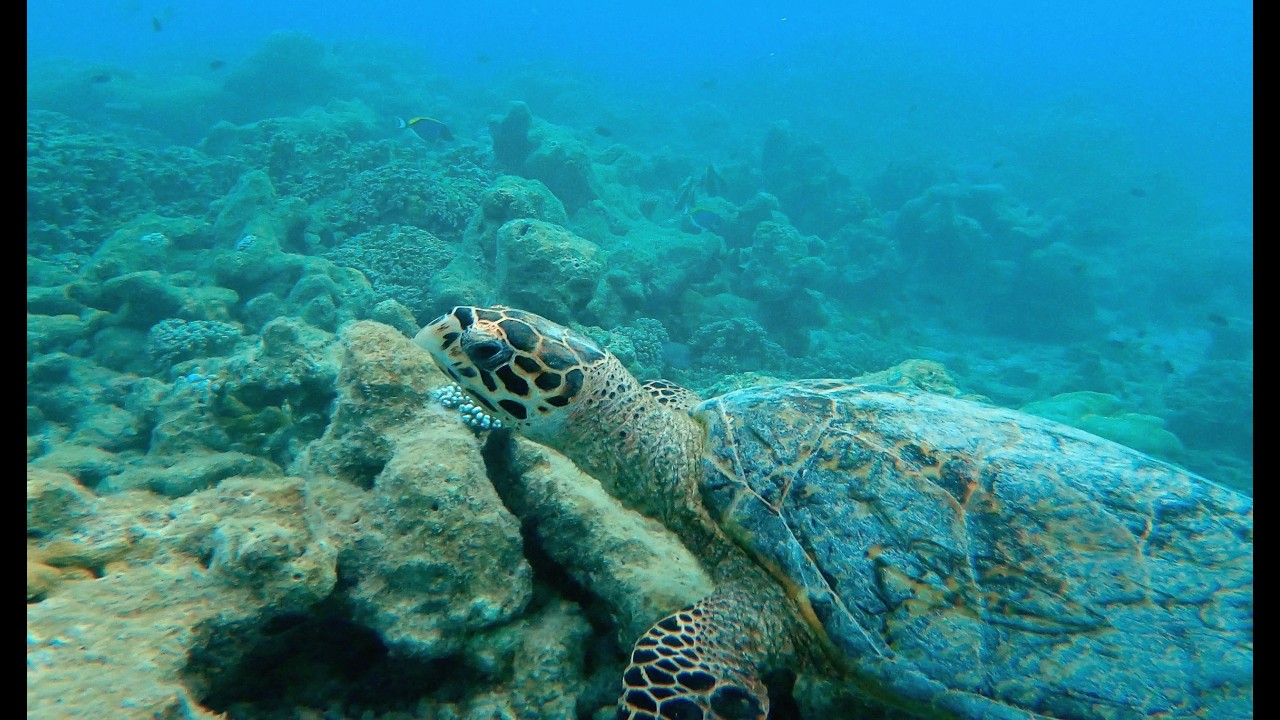 Maldives Makunudu Island moonlight sunrise snorkling feb 2026