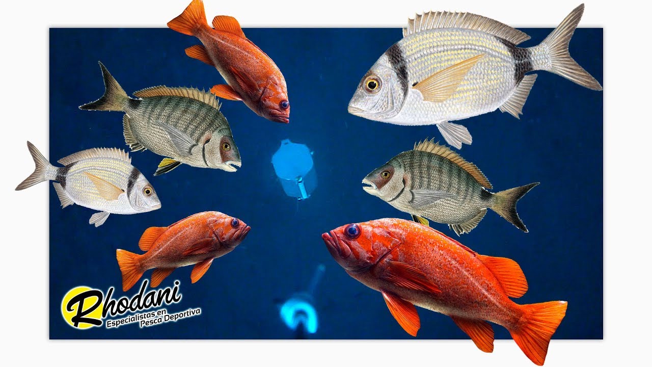 Cómo ATRAER a los PECES: uso de CEBADOR para BARCO en ACCIÓN