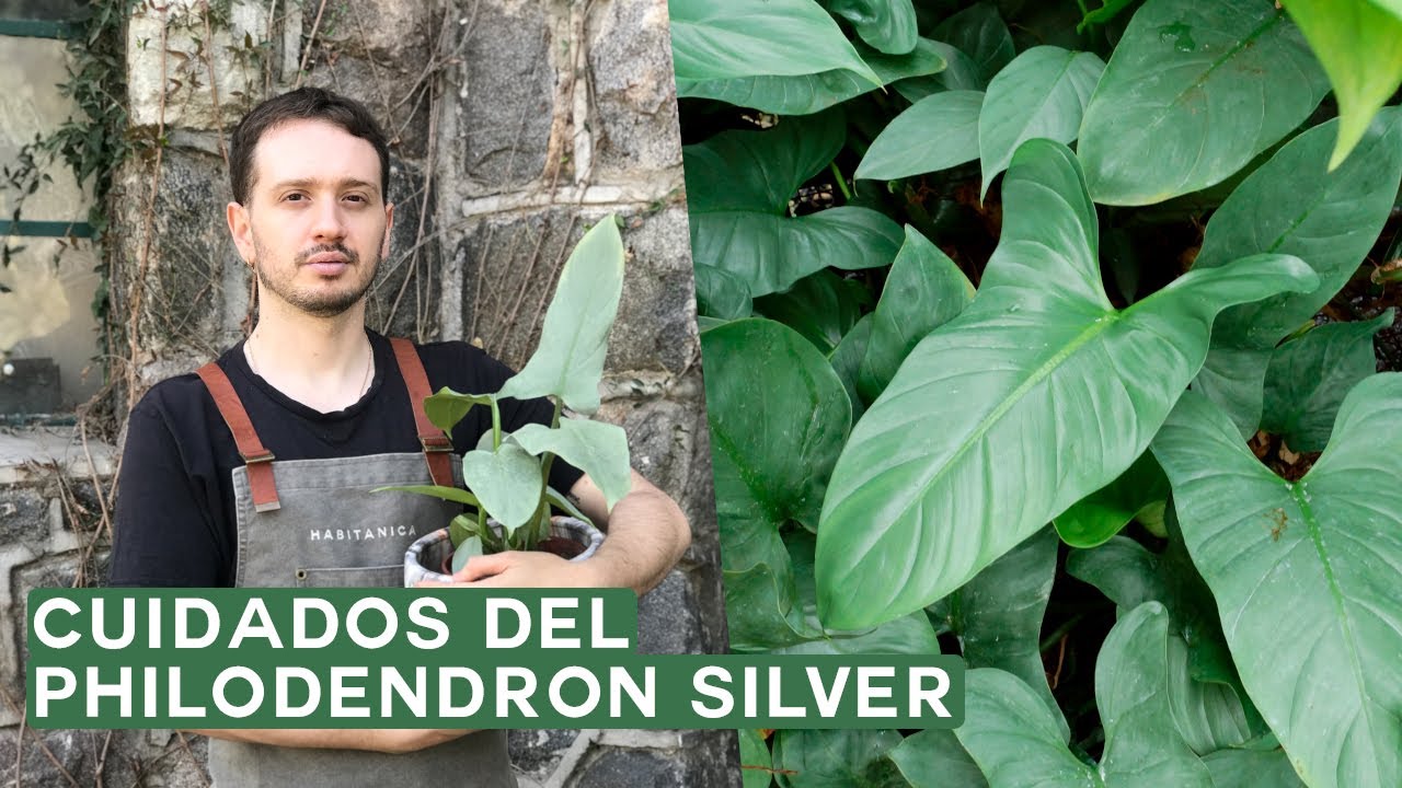 Cuidados del Philodendron Silver o Hastatum🍃 ¡Un Philodendron Fácil de Cuidar!
