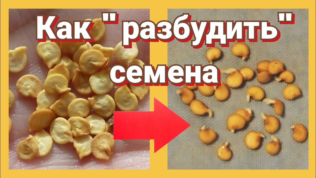 Томаты и перцы для ультрараннего урожая. Проращивание семян