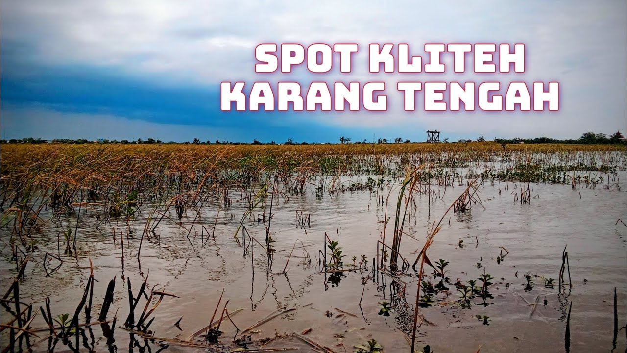 Gak perlu menunggu terlalu lama❗❗ ikan kayak di kolam