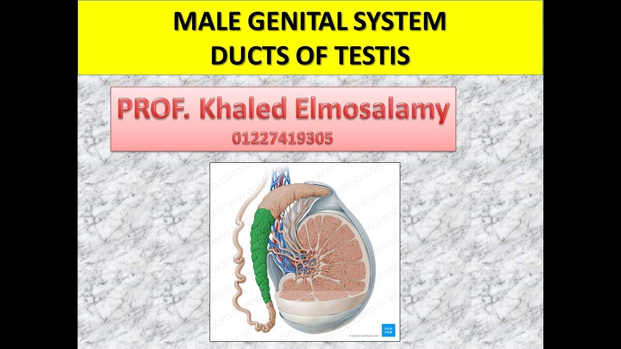 Histology ducts of testis- Male genital system - histology of epididymis