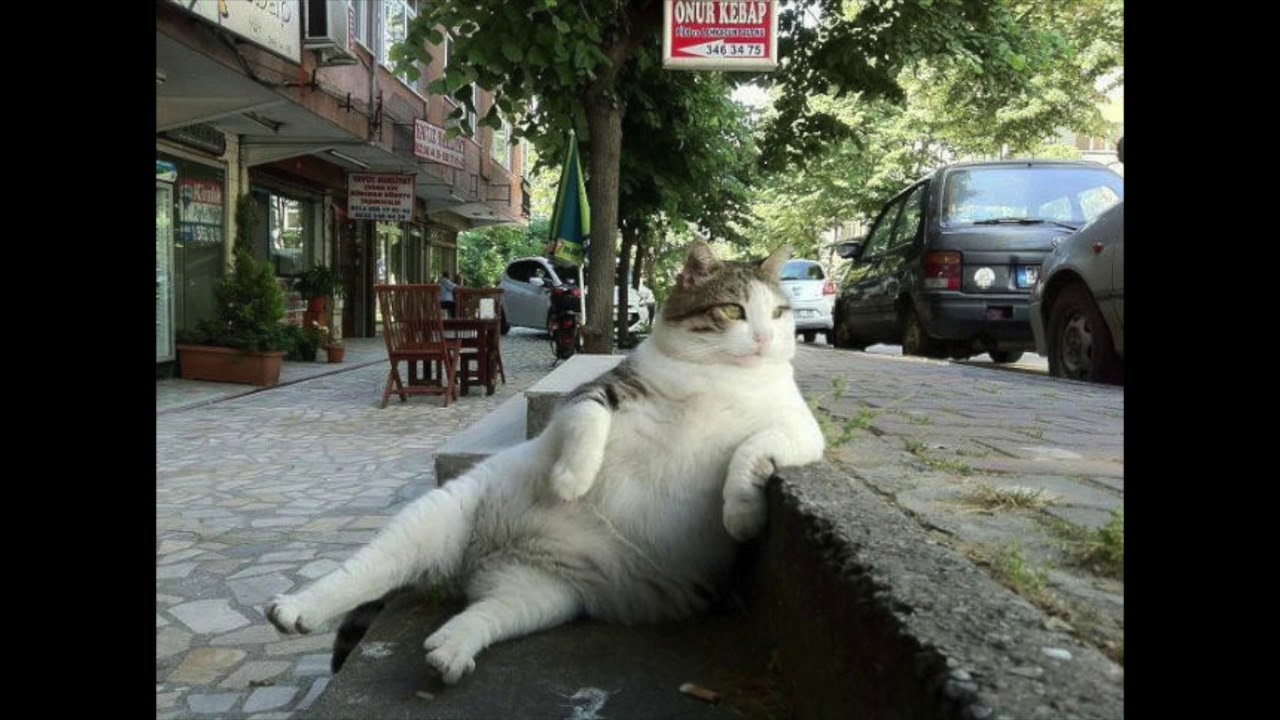 Catnapp x Latay - No Cover Remix