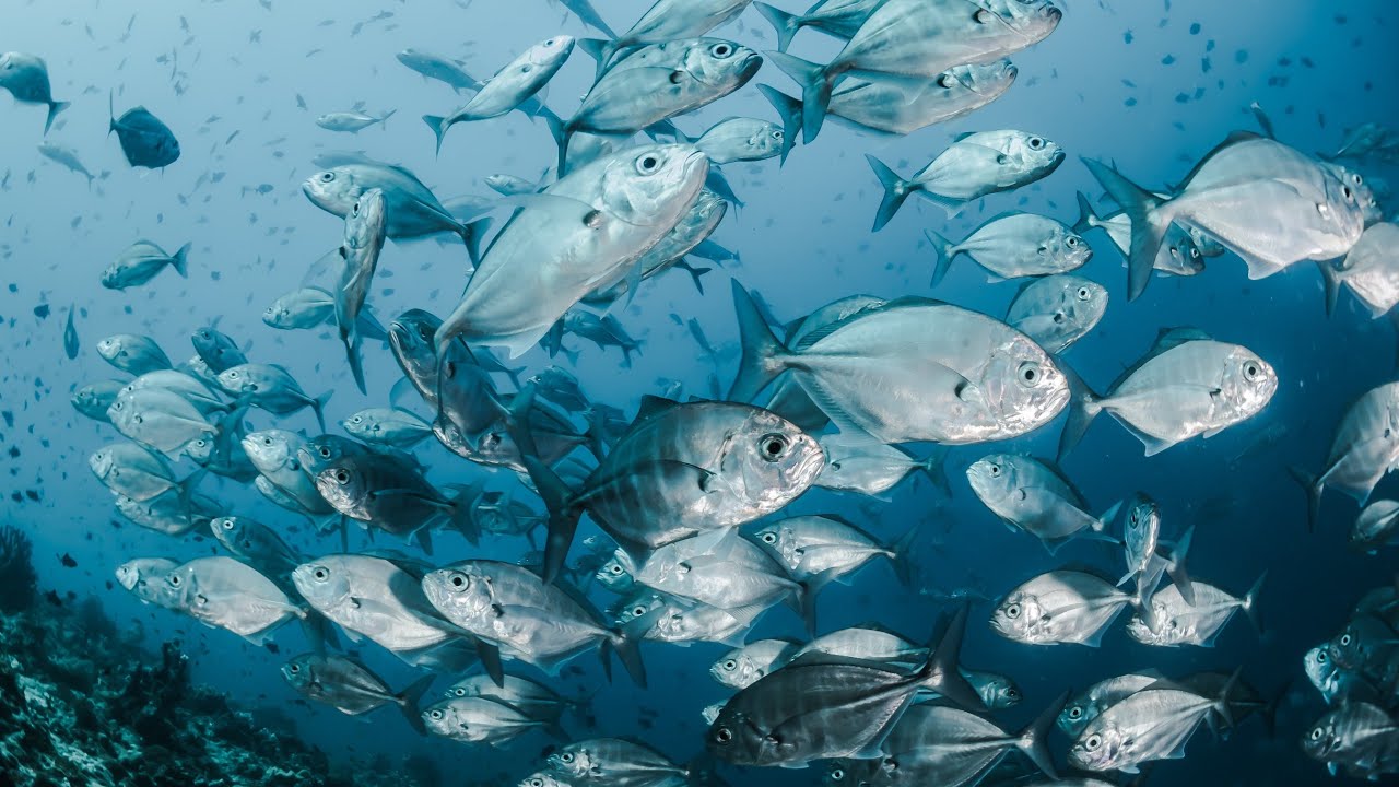 Under water 4k video footage  #video #music