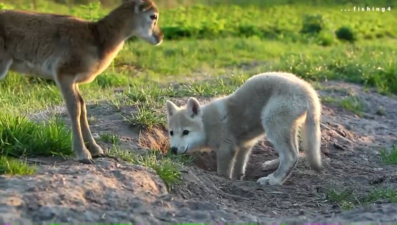 Tierkinder 2010